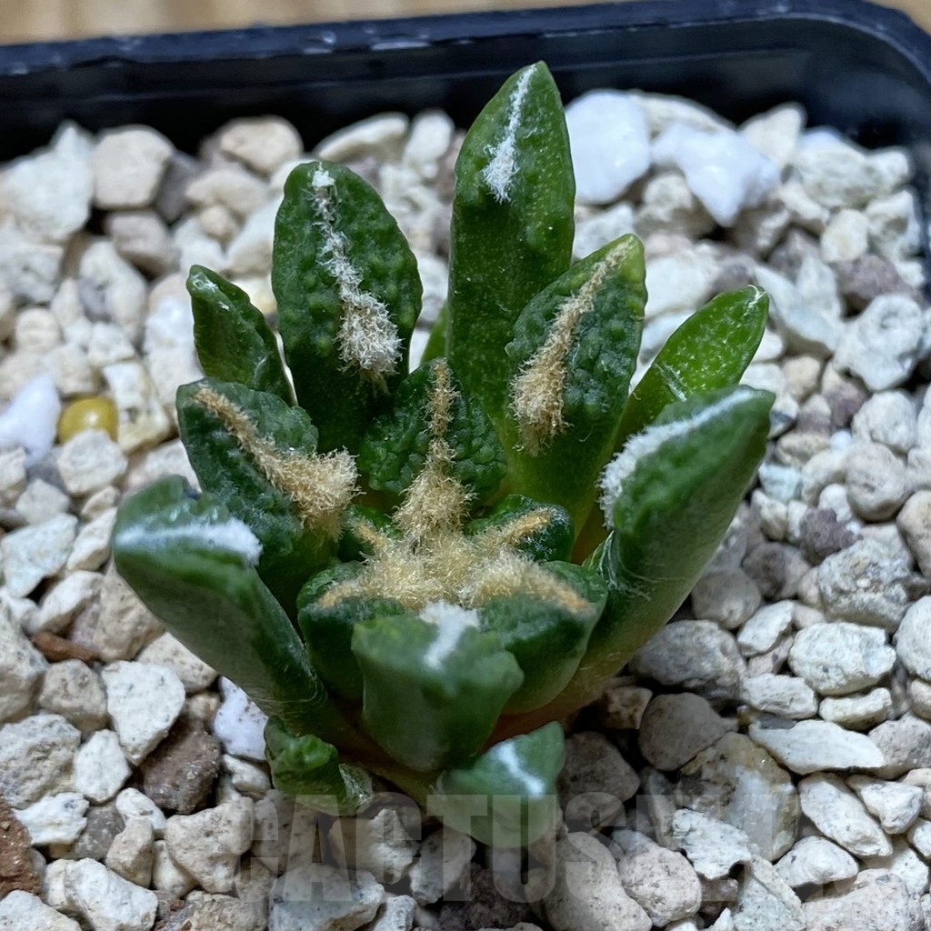 SH21175 Ariocarpus kotschoubeyanus v. elephantidens hybrid