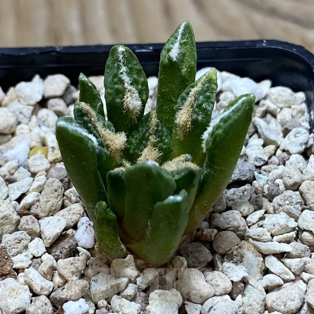 SH21175 Ariocarpus kotschoubeyanus v. elephantidens hybrid - Image 2