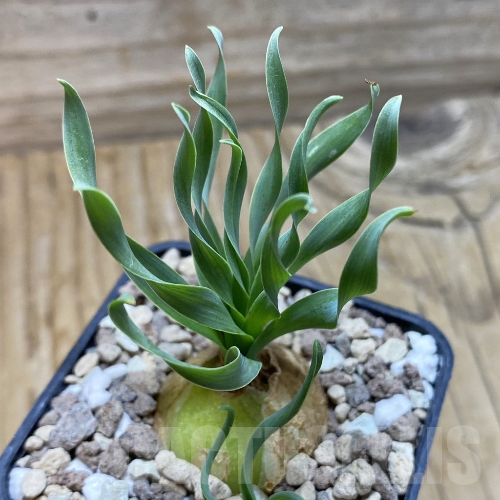 SH21176 Cyrtanthus spiralis