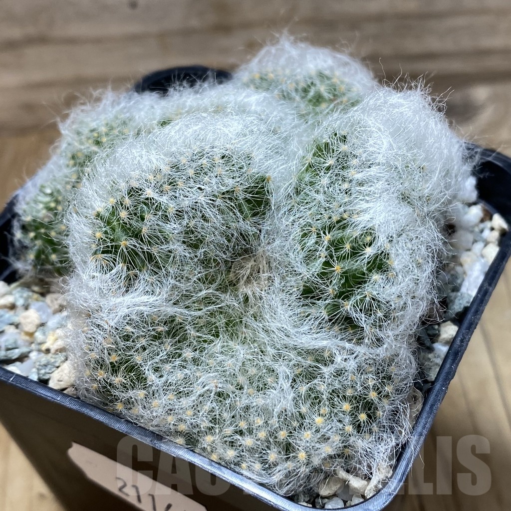 SH21141 Mammillaria baumii f. cristata - Image 2