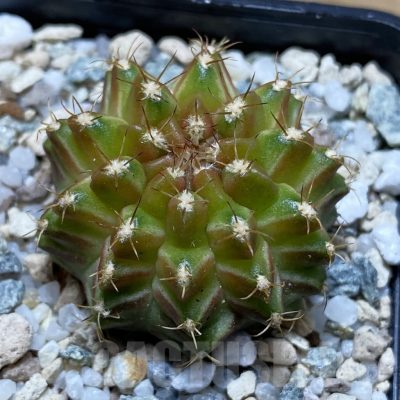 SH21185 Gymnocalycium mihanovichii ‘Neon’ hybrid