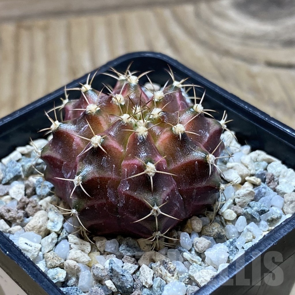 SH21189 Gymnocalycium mihanovichii ‘Neon’ hybrid - Image 2