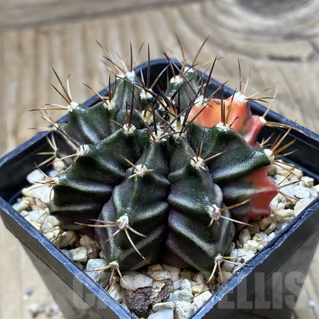 SH21190 Gymnocalycium mihanovichii hybrid f. variegata - Image 2
