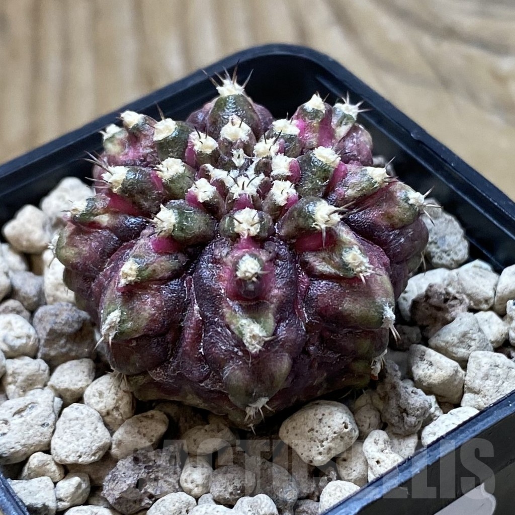 SH21192 Gymnocalycium mihanovichii ‘T-Lux’ - Image 2