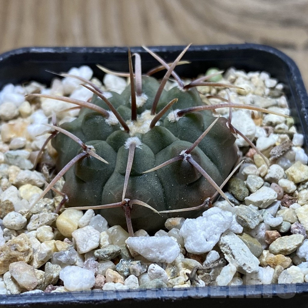 SH21200 Gymnocalycium vatteri, selection - Image 2