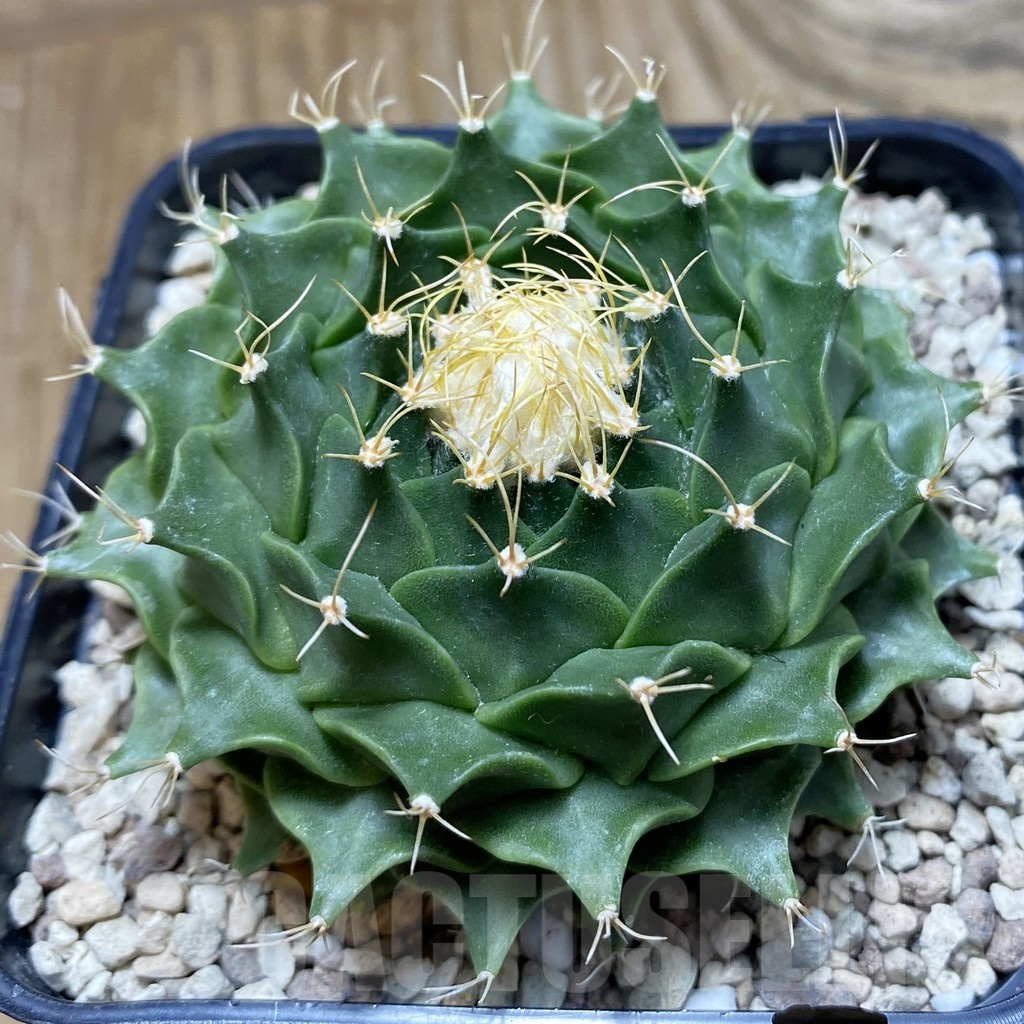 SH21145 Obregonia denegrii