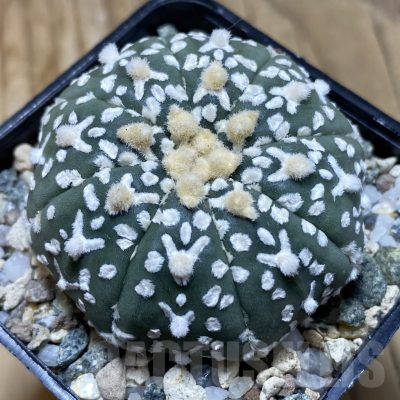 SH21153 Astrophytum asterias ‘Super Kabuto’ V-type
