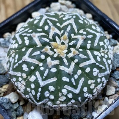 SH21155 Astrophytum asterias ‘Super Kabuto’ V-type