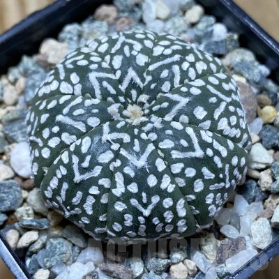 SH21156 Astrophytum asterias ‘Super Kabuto’ V-type