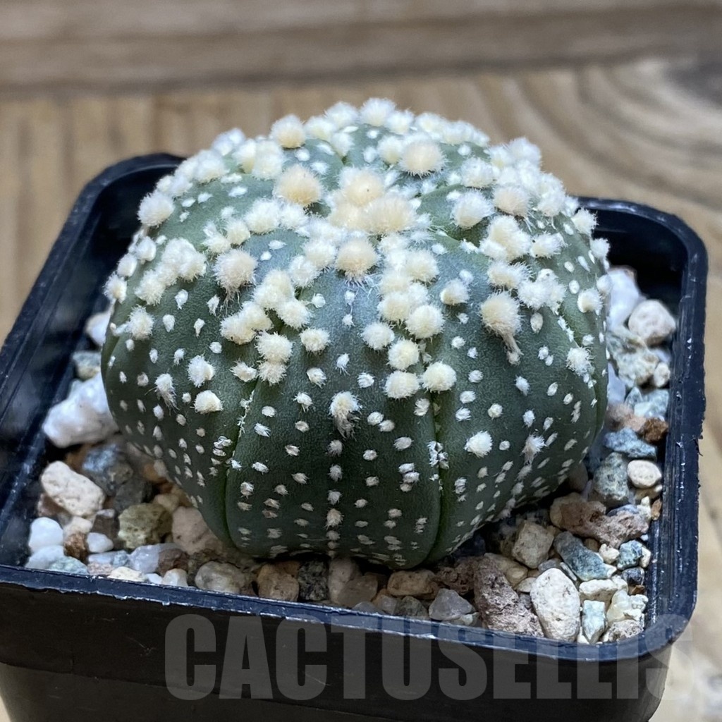 SH21159 Astrophytum asterias ‘Hanazono’ - Image 2