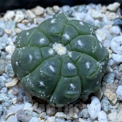 SH21163 Astrophytum asterias ‘Kikko Lizard Skin’
