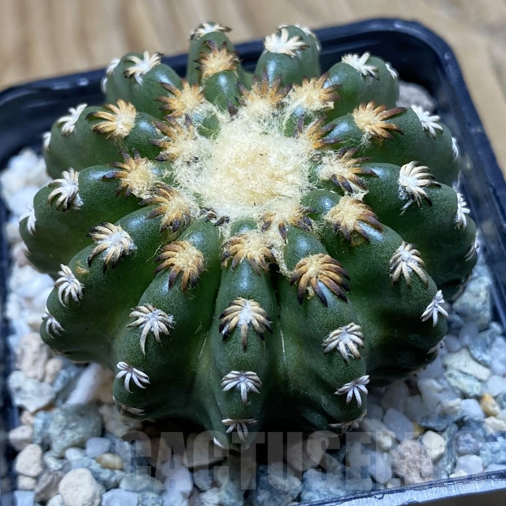 SH21167 Discocactus horstii