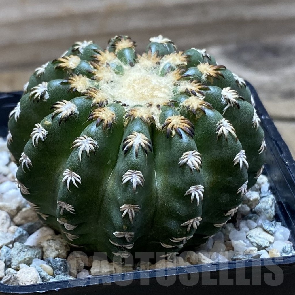SH21167 Discocactus horstii - Image 2
