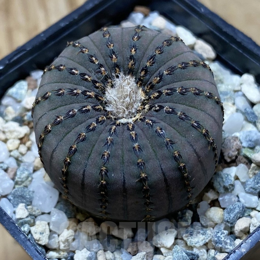 SH21168 Frailea asterioides