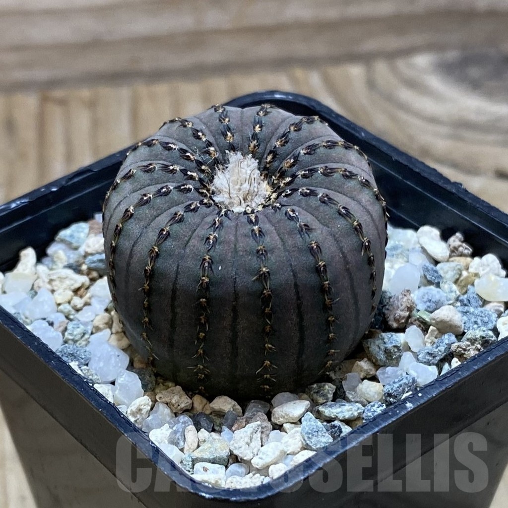 SH21168 Frailea asterioides - Image 2