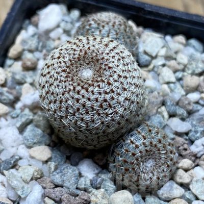 SH21170 Rebutia heliosa
