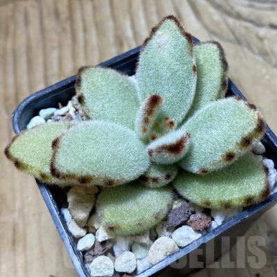 SH21373 Kalanchoe tomentosa