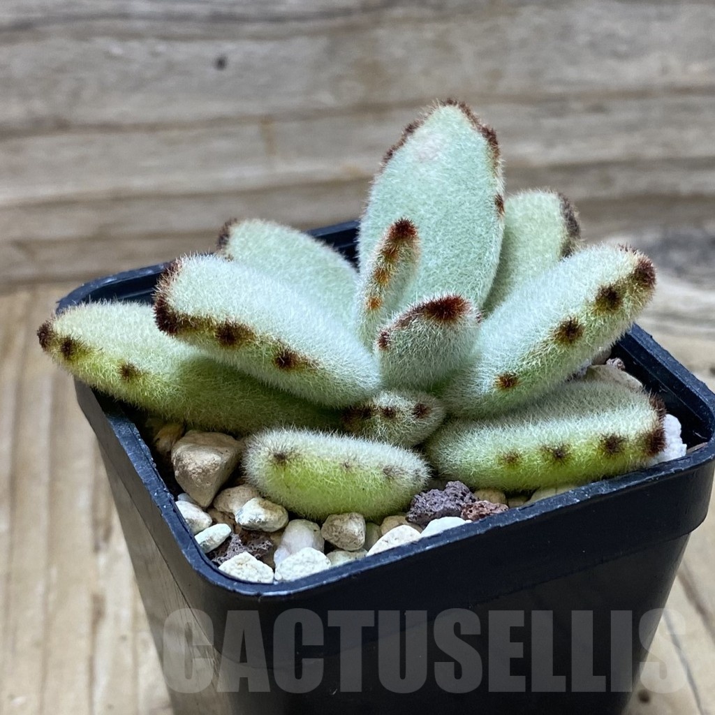 SH21373 Kalanchoe tomentosa - Image 2