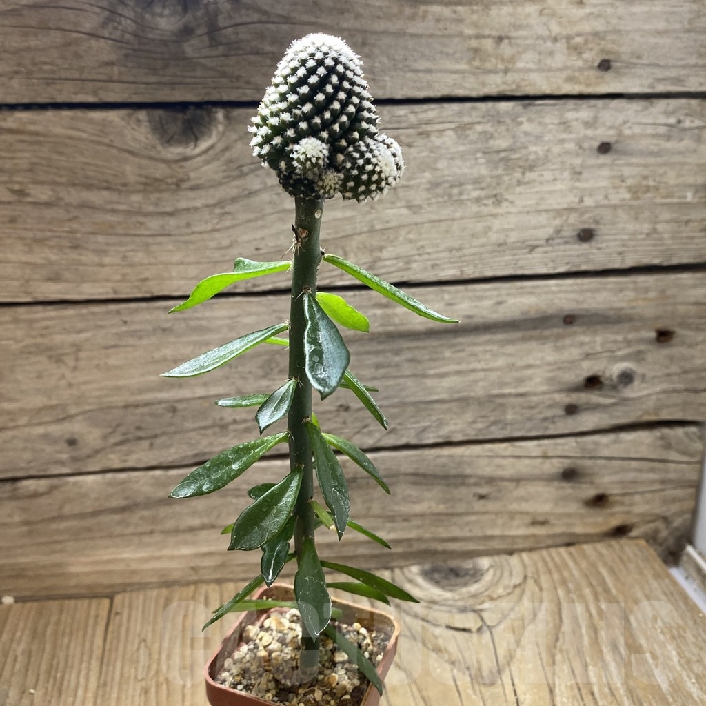 SH21376 Copiapoa tenuissima f. monstrosa, grafted - Image 2