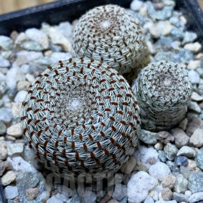 SH21343 Rebutia heliosa
