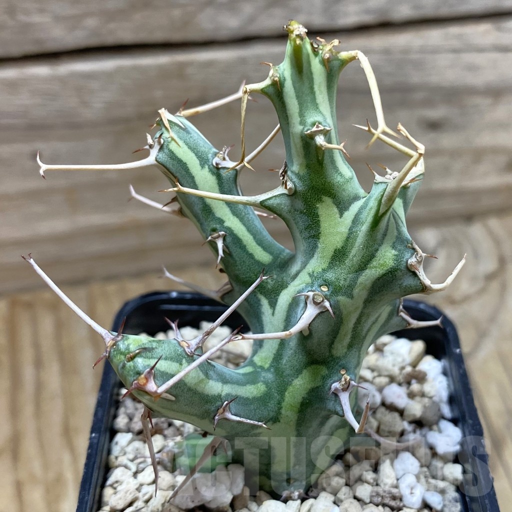 SH21385 Euphorbia schizacantha