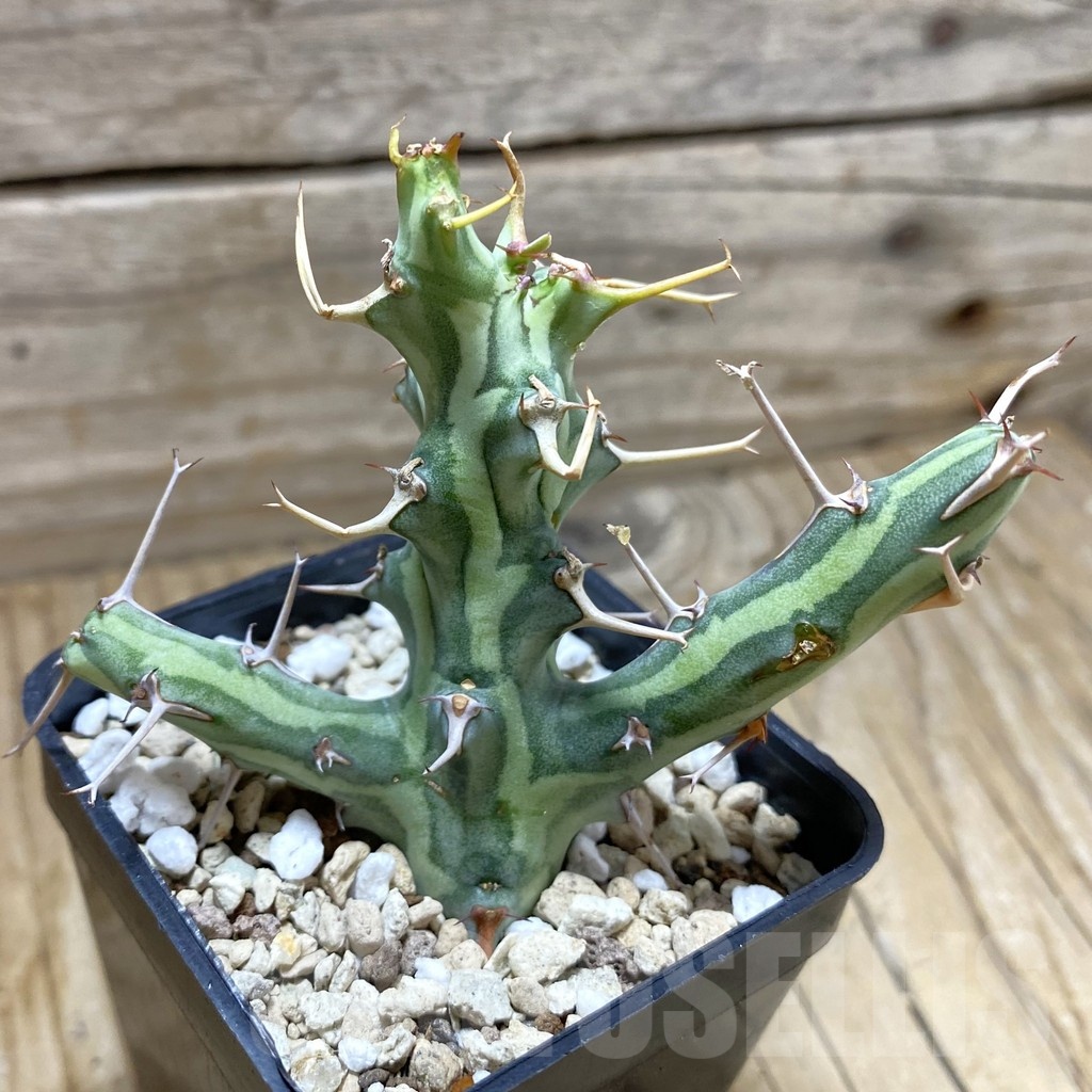 SH21386 Euphorbia schizacantha
