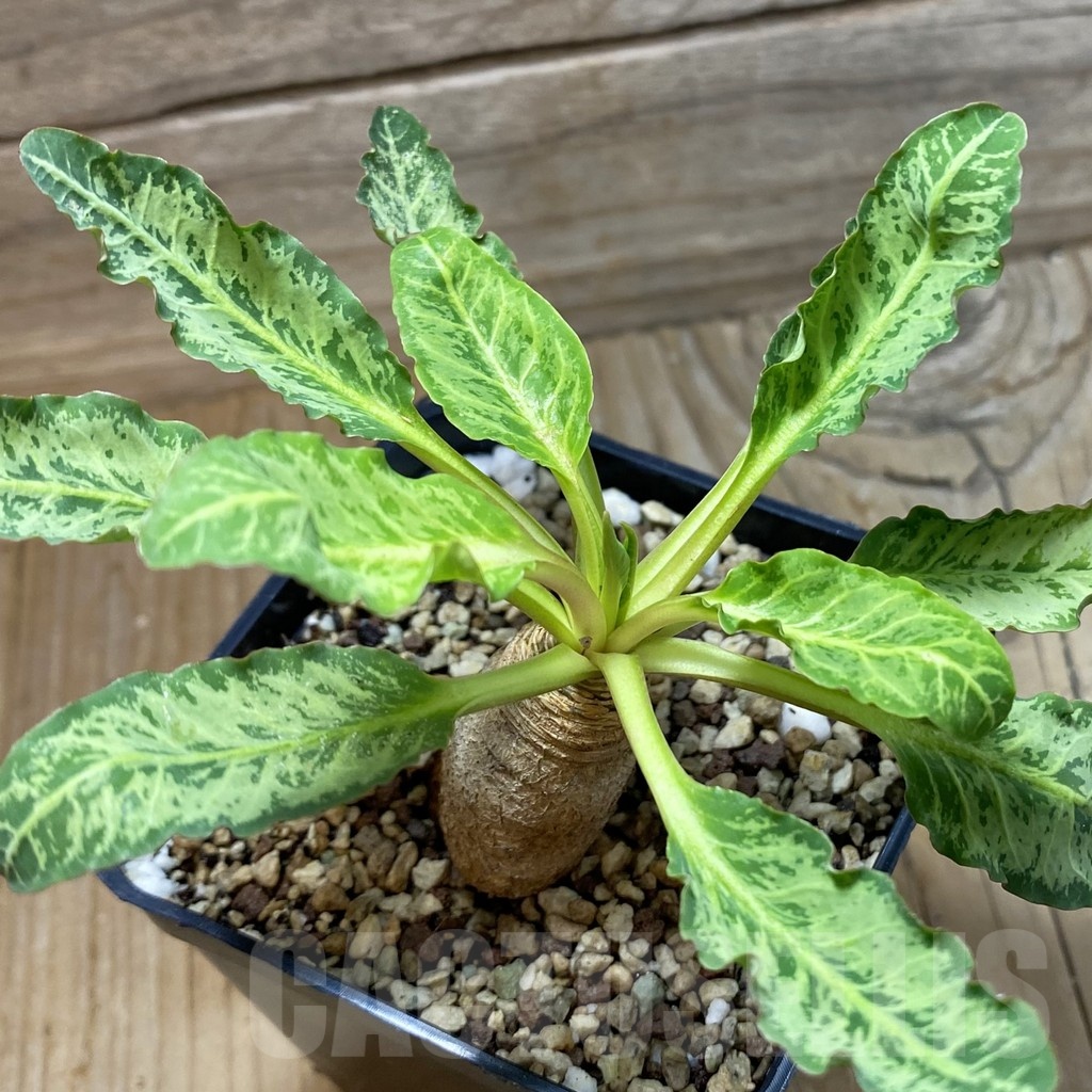 SH21390 Euphorbia spannringii 'Fish Bone'