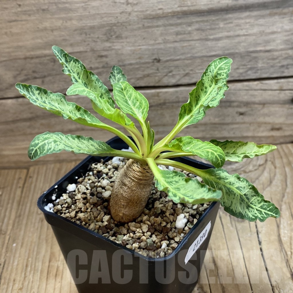 SH21390 Euphorbia spannringii 'Fish Bone' - Image 2