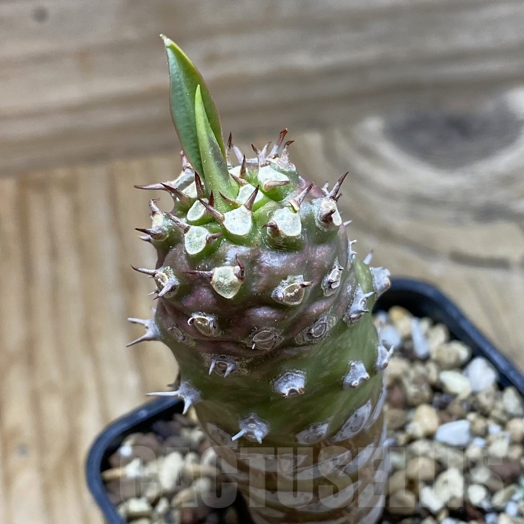 SH21396 Euphorbia pachypodioides