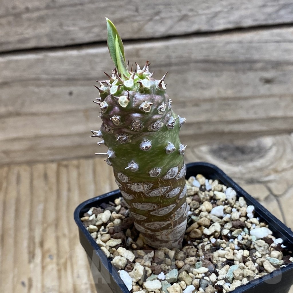 SH21396 Euphorbia pachypodioides - Image 2