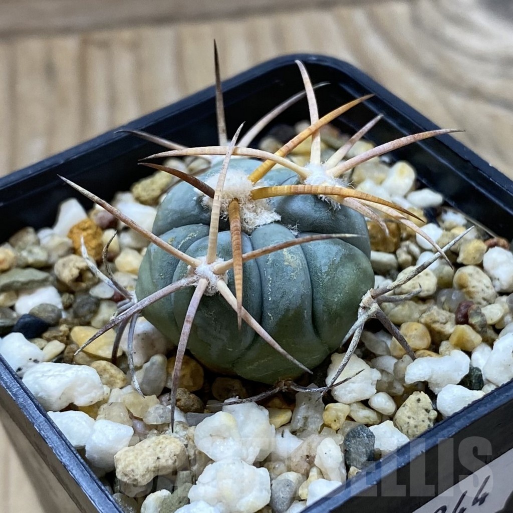 SH21344 Echinocactus horizonthalonius VZD 326 - Image 2