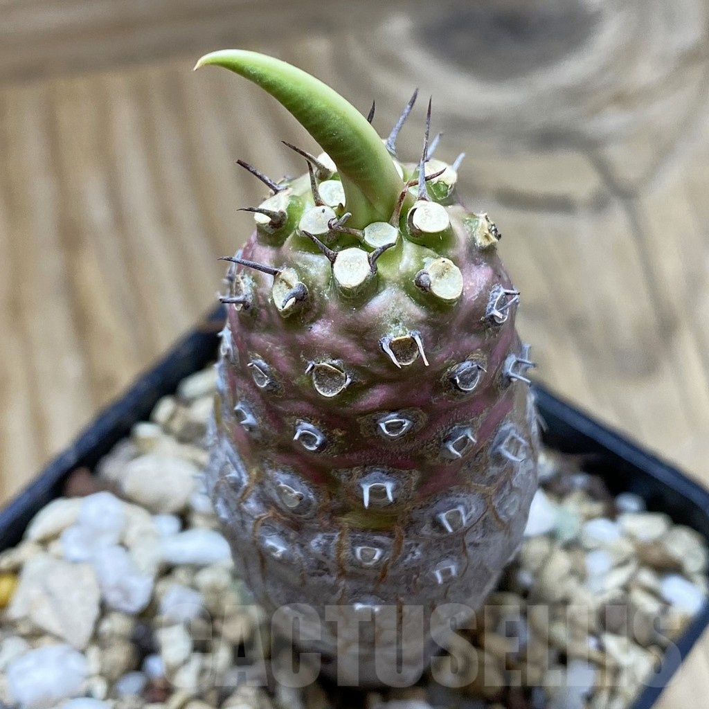 SH21397 Euphorbia pachypodioides