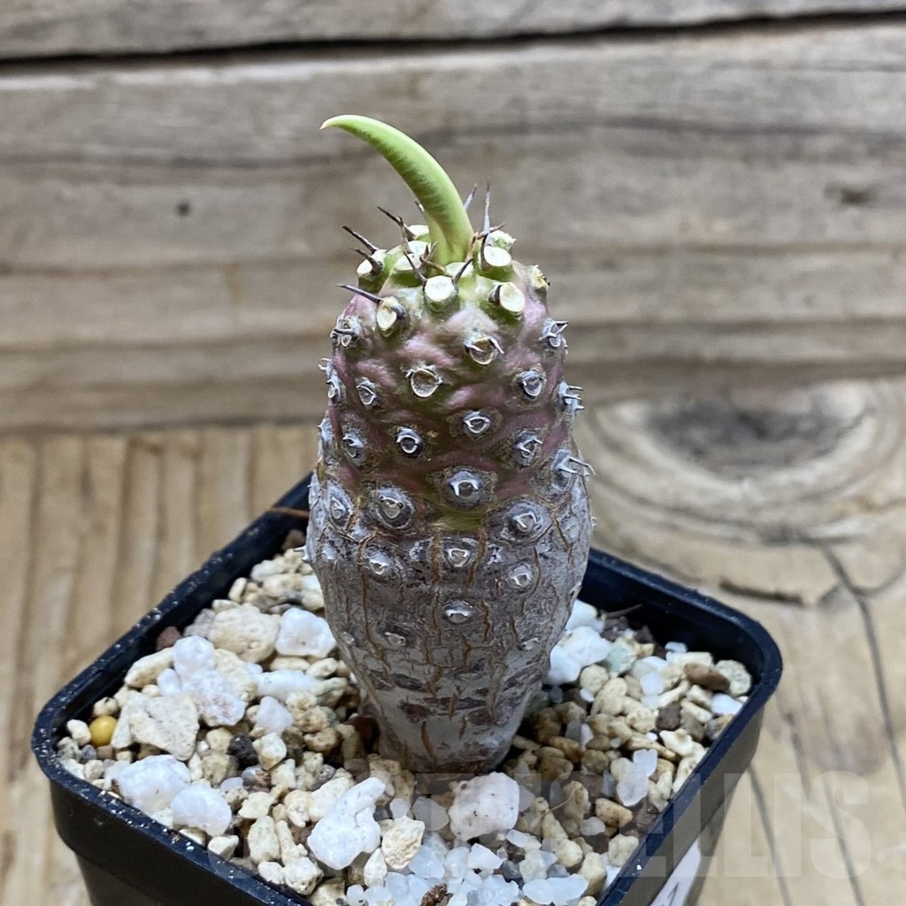 SH21397 Euphorbia pachypodioides - Image 2
