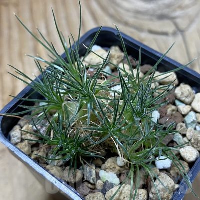 SH21398 Ornithogalum sardienii mini form