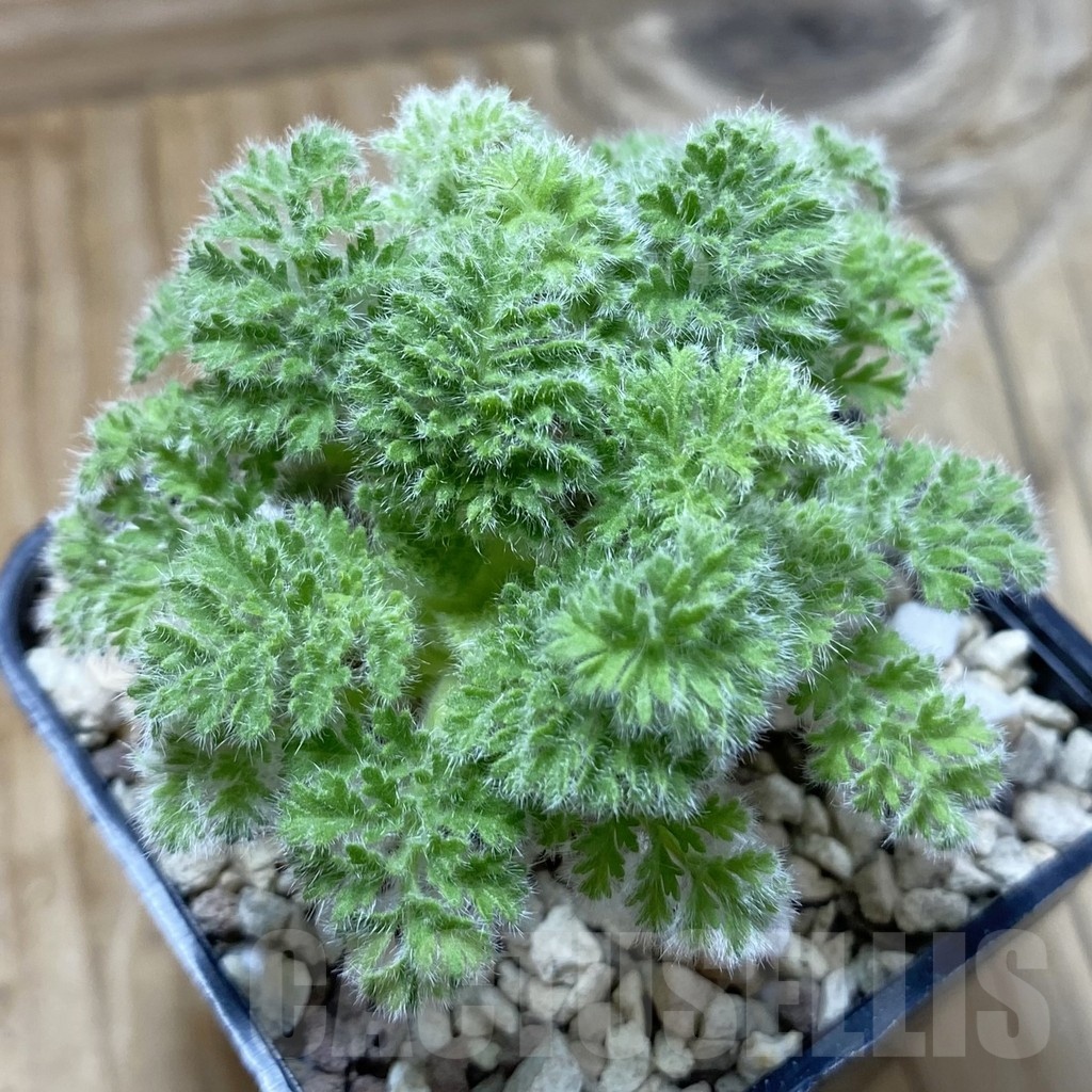 SH21399 Pelargonium triste