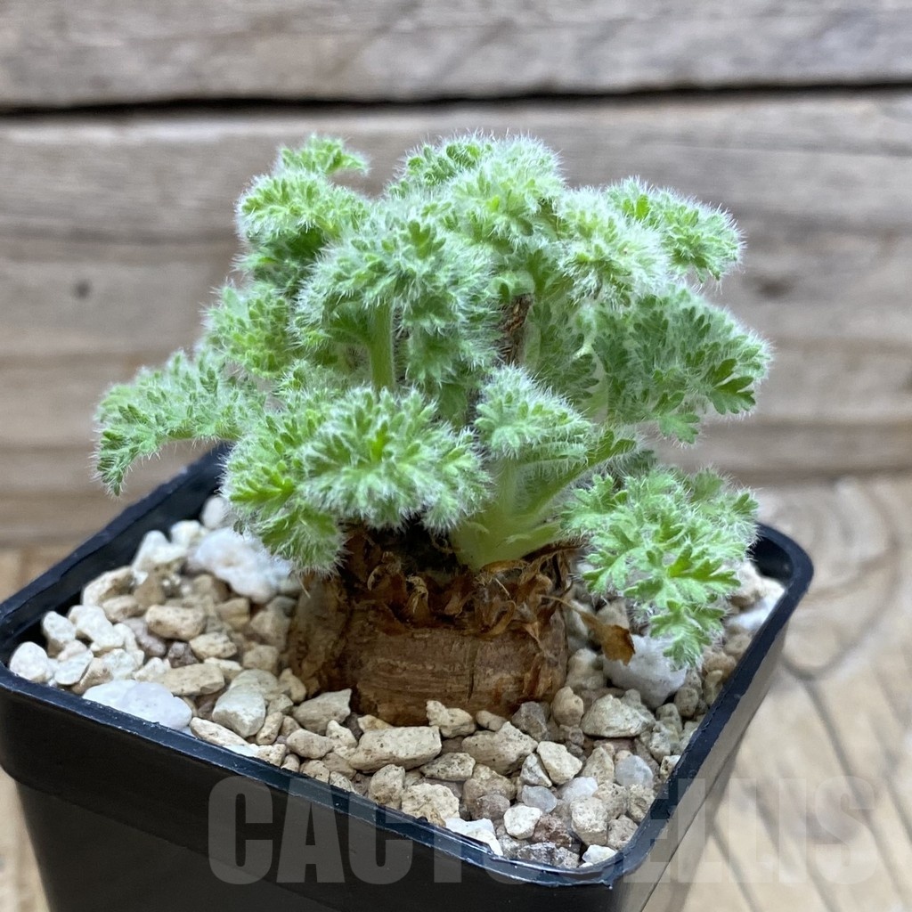 SH21399 Pelargonium triste - Image 2