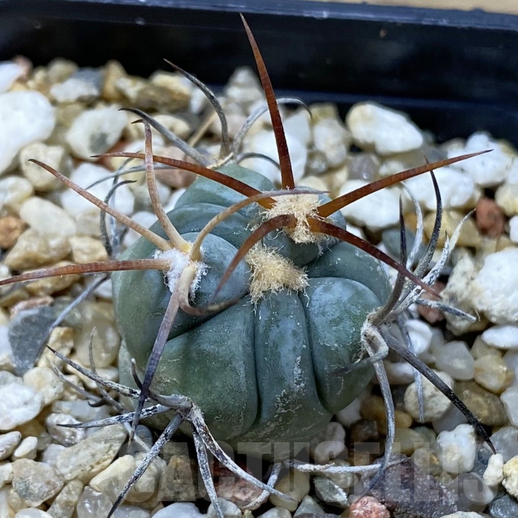SH21345 Echinocactus horizonthalonius VZD 326