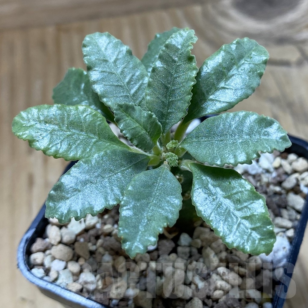 SH21405 Dorstenia lavrani