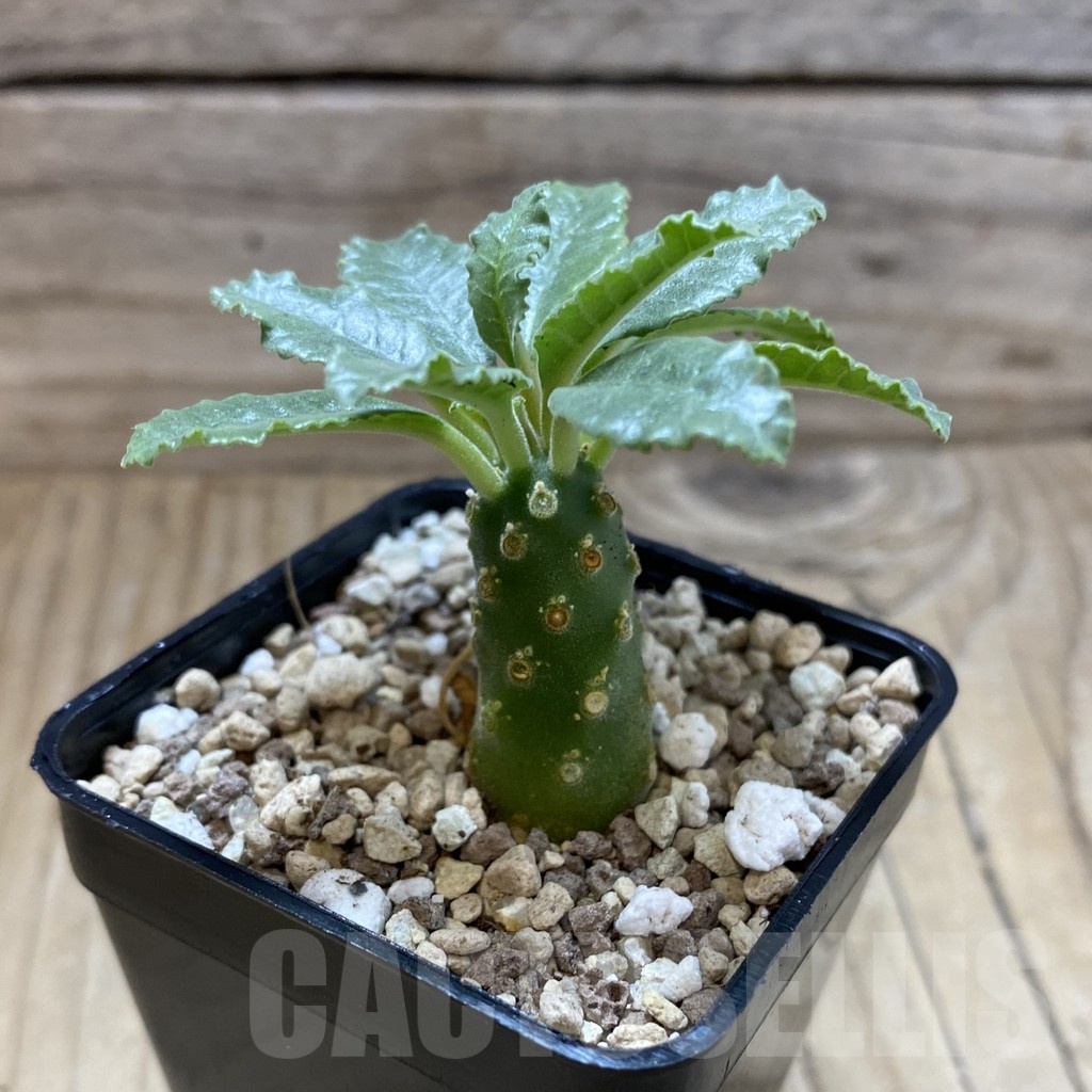 SH21405 Dorstenia lavrani - Image 2
