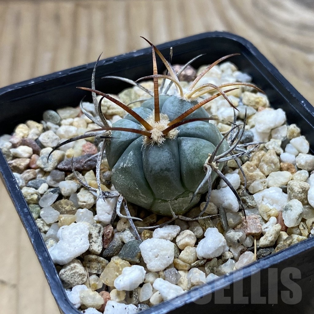 SH21345 Echinocactus horizonthalonius VZD 326 - Image 2