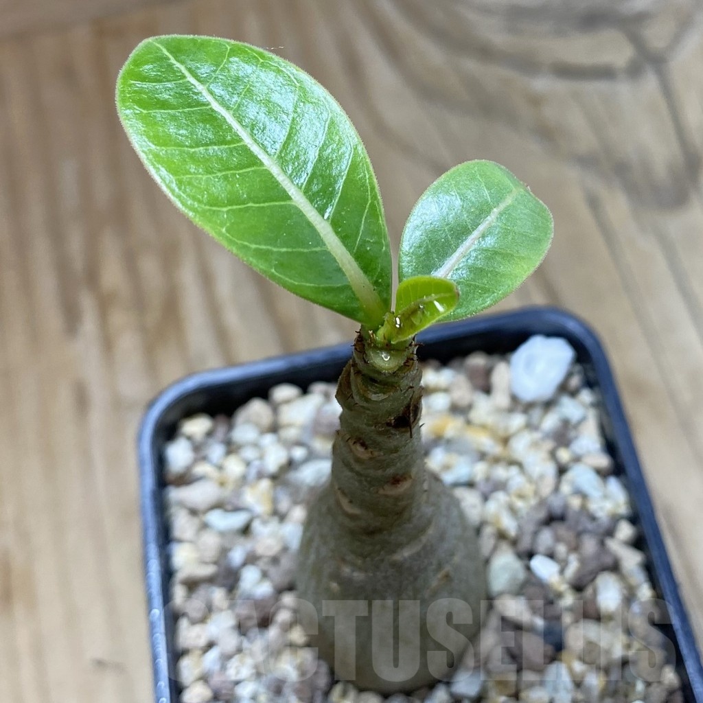 SH21409 Adenium arabicum 'Black Body'