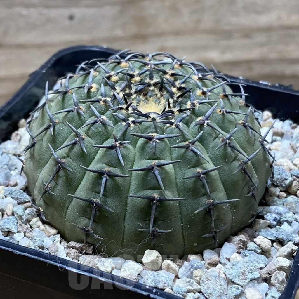 SH21339 Gymnocalycium bodenbenderianum ‘Black Spine’ -Japan- - Image 2