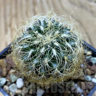 SH21350 Sulcorebutia patriciae