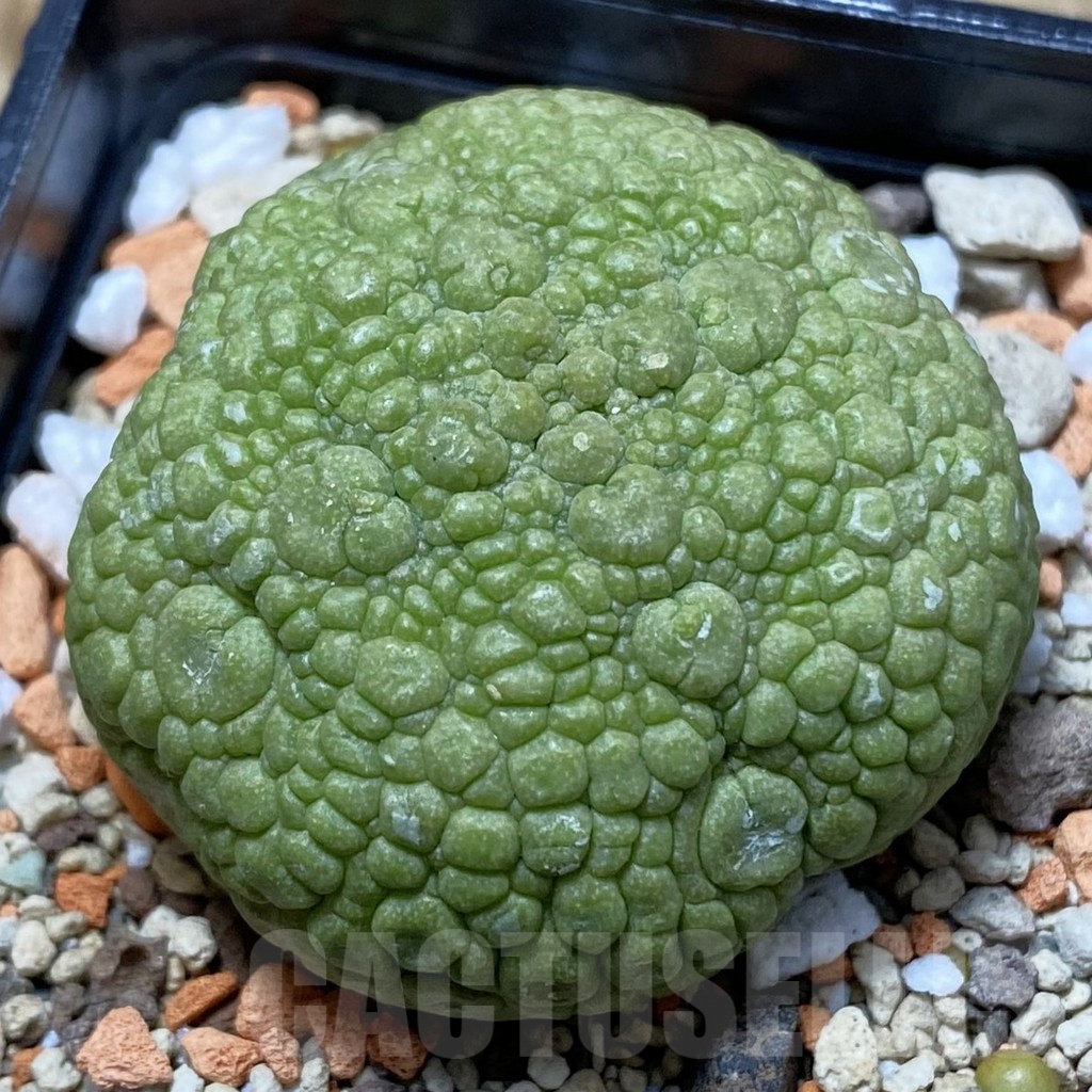SH21355 Pseudolithos migiurtinus