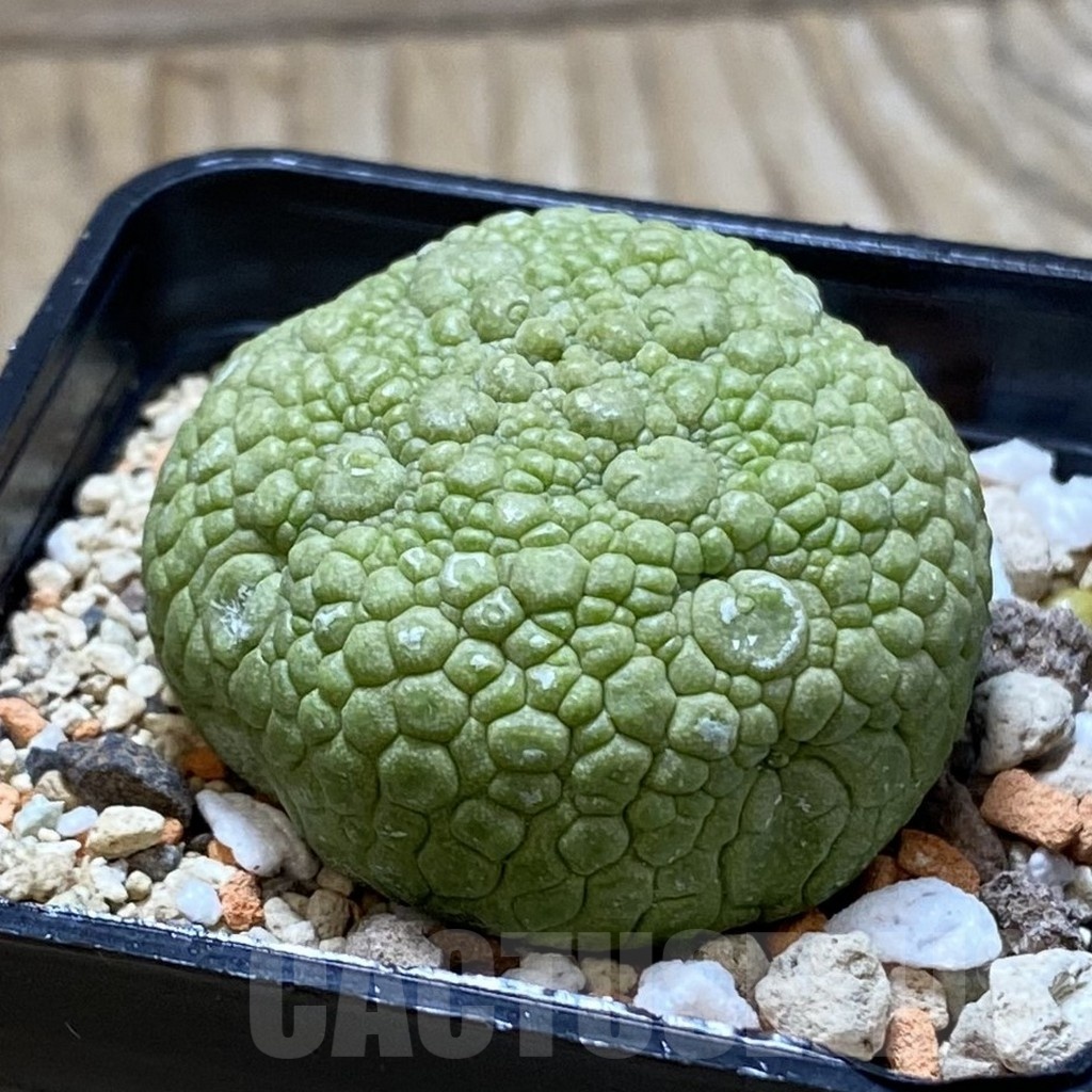 SH21355 Pseudolithos migiurtinus - Image 2