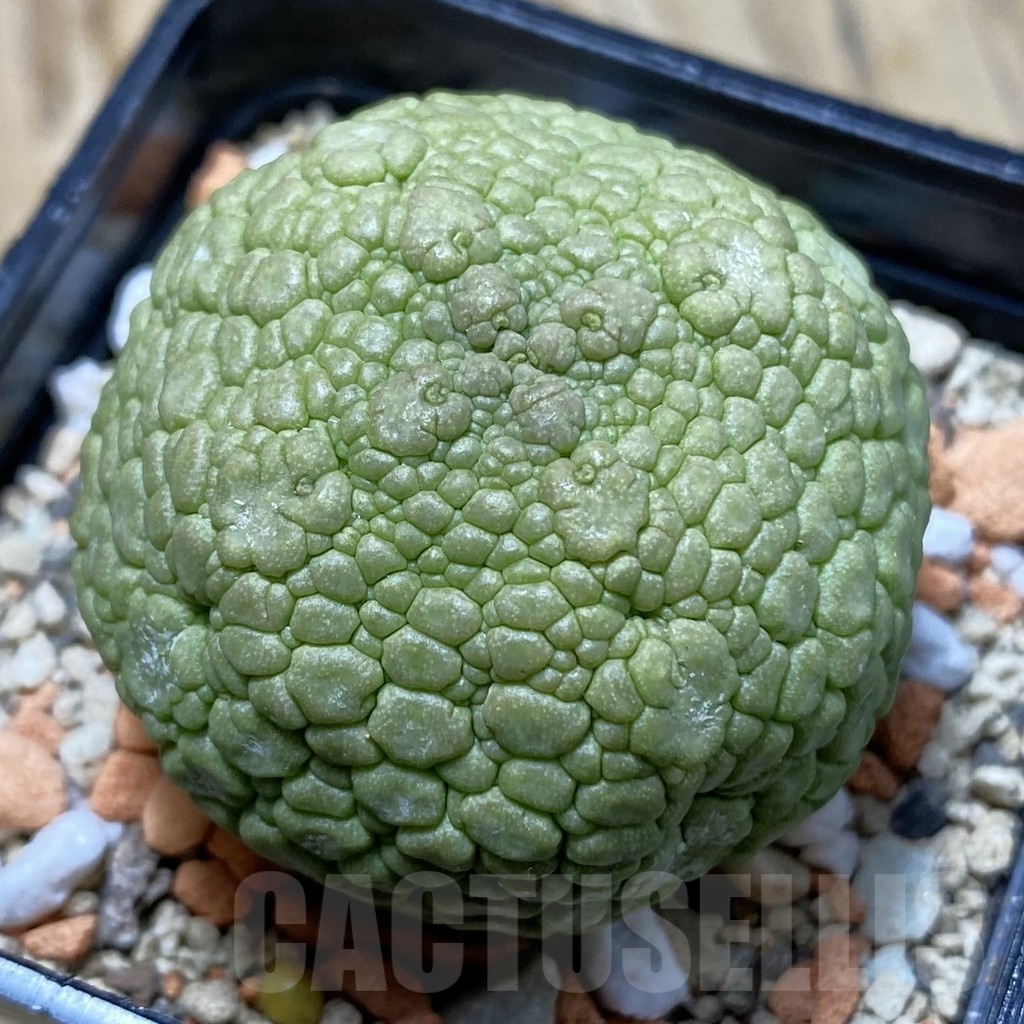 SH21356 Pseudolithos migiurtinus
