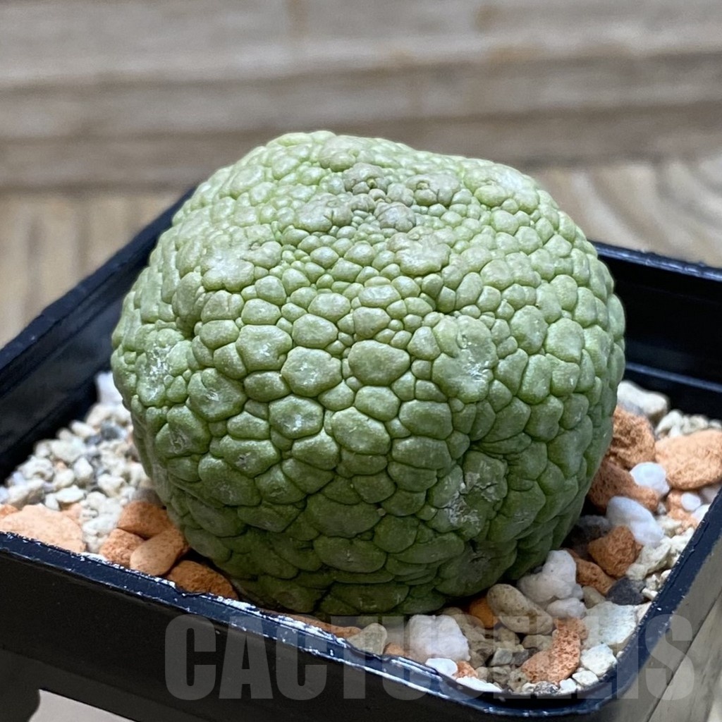 SH21356 Pseudolithos migiurtinus - Image 2