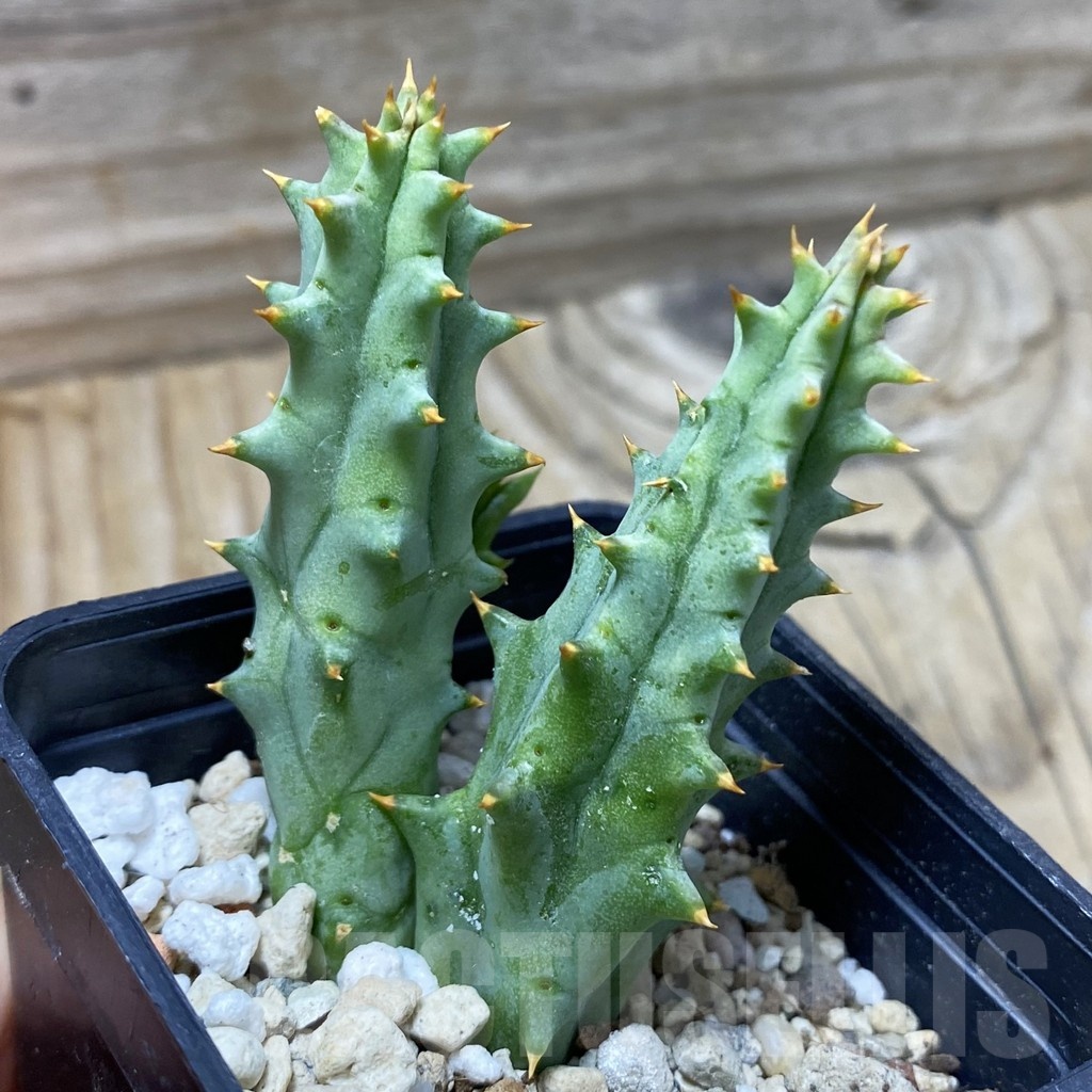 SH21361 Huernia hystrix - Image 2