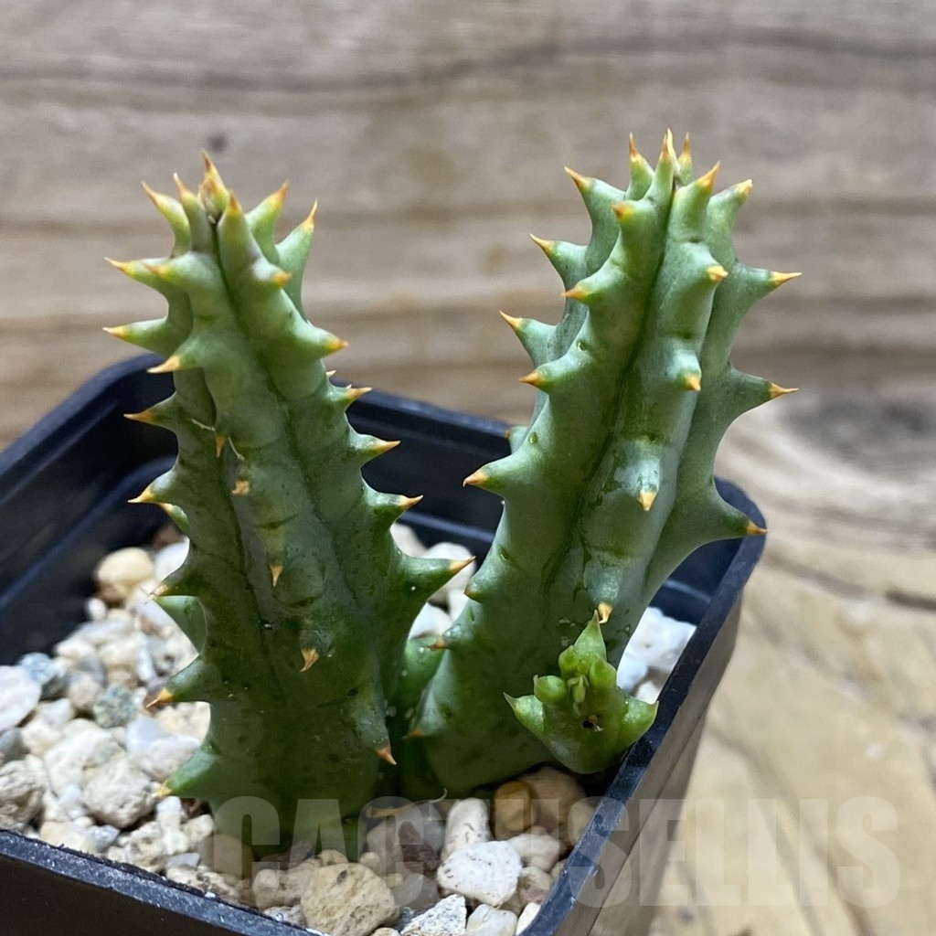 SH21361 Huernia hystrix - Image 3