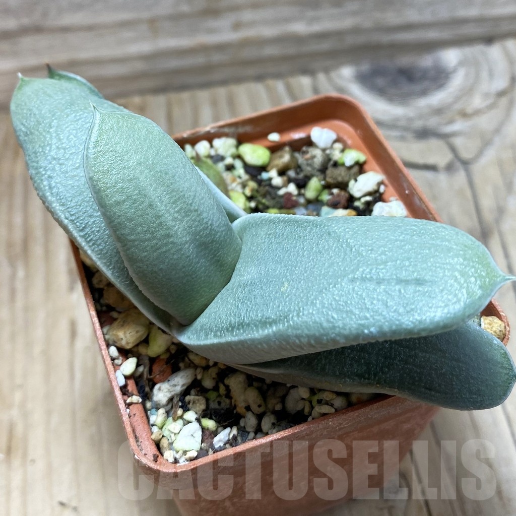 SH21366 Gasteria hybrid
